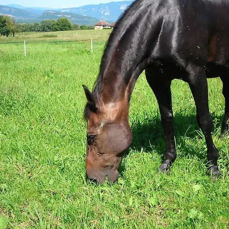 Farm stay La Bardeliere Corbelin